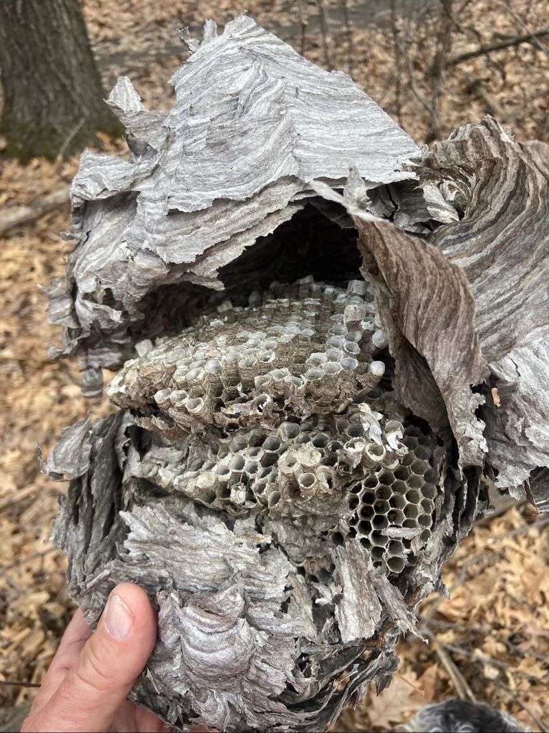 Old Nests Are Not Reused By The Next Colony Old Nests Are Not Reused By The Next Colony