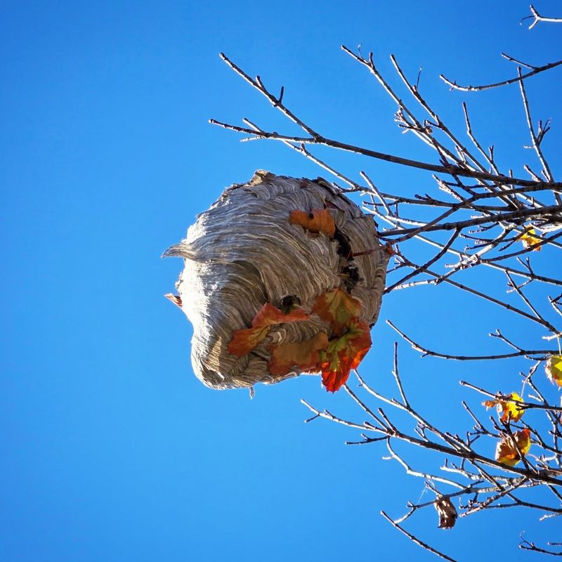 Old Nests Are Not Reused Old Nests Are Not Reused