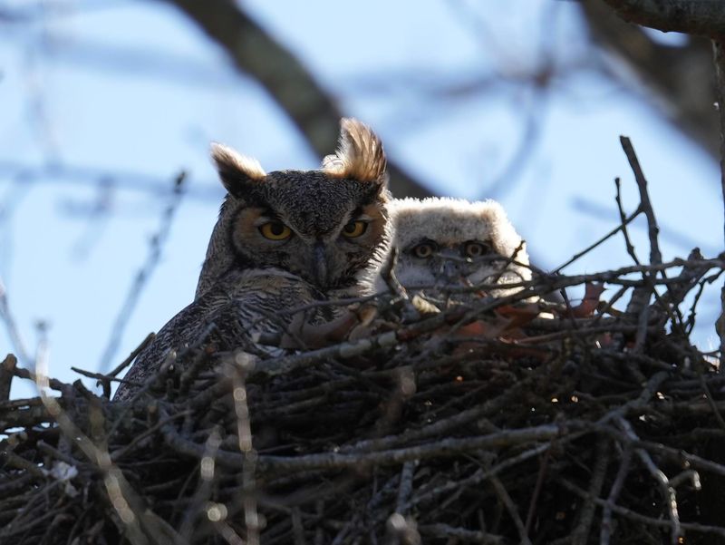 Old Nests Borrowed From Hawks Or Crows