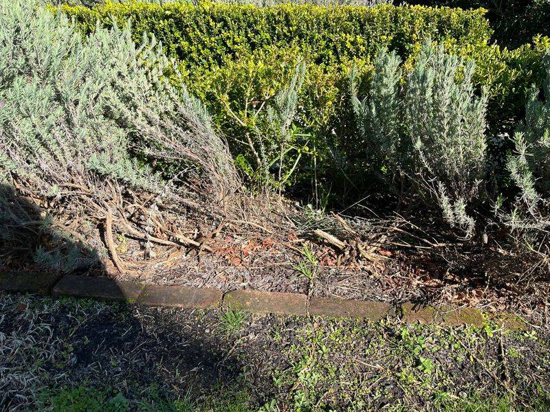 Old Plants Naturally Fade Old Plants Naturally Fade