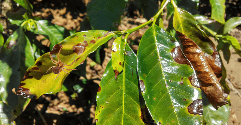 Old Stems Help Shield Tropical Plants From The Cold