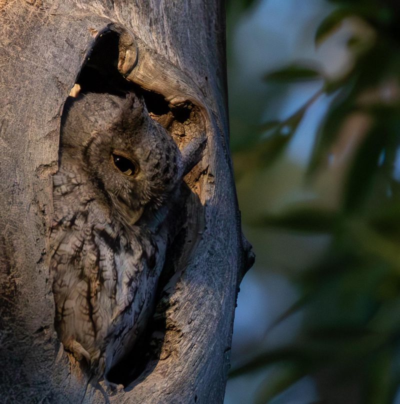 Old Superstitions Aside, Owl Calls Carry Practical Messages Old Superstitions Aside, Owl Calls Carry Practical Messages