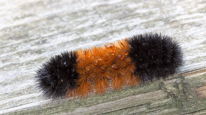 Old Weather Folklore Tied To The Orange Band