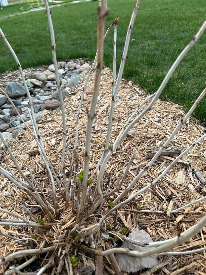 Old Wood Holds Next Summer's Flower Buds Old Wood Holds Next Summer's Flower Buds
