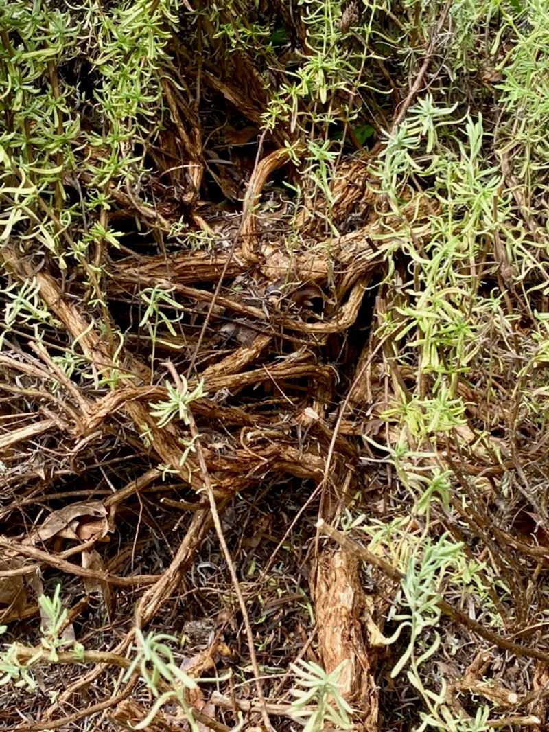 Old Woody Stems Rarely Sprout New Growth