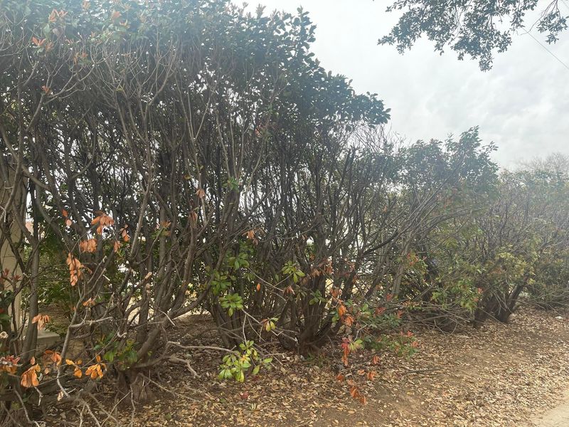 Older Hedges Are Fading Away