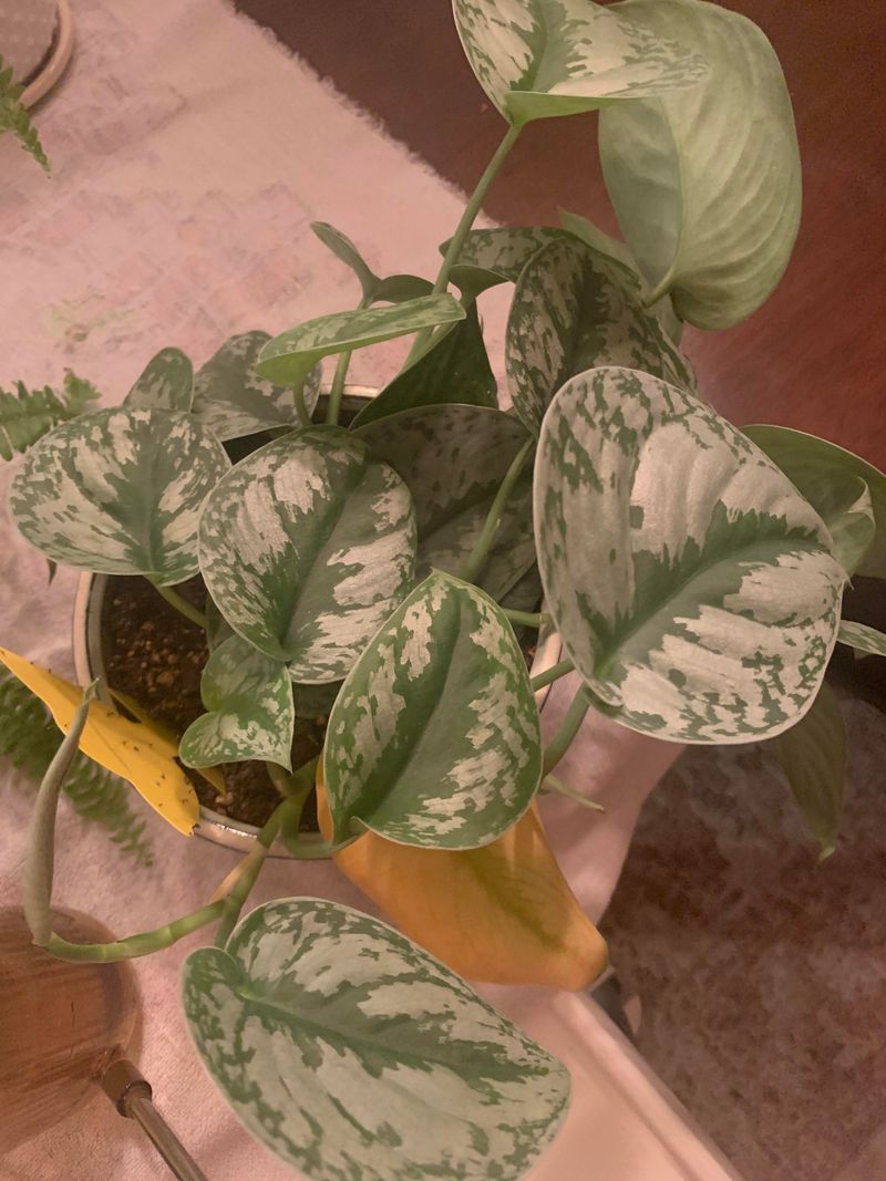 Older Leaves Are Being Shed First Older Leaves Are Being Shed First