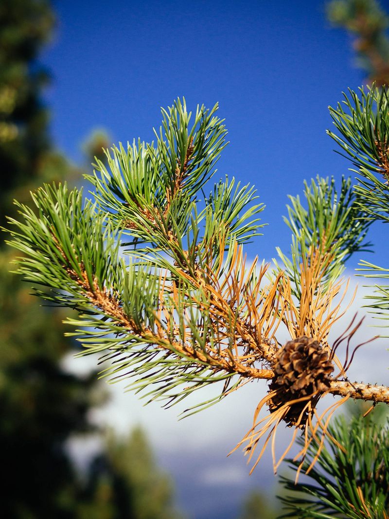 Older Needles Closest To The Trunk Shed On A Natural Schedule