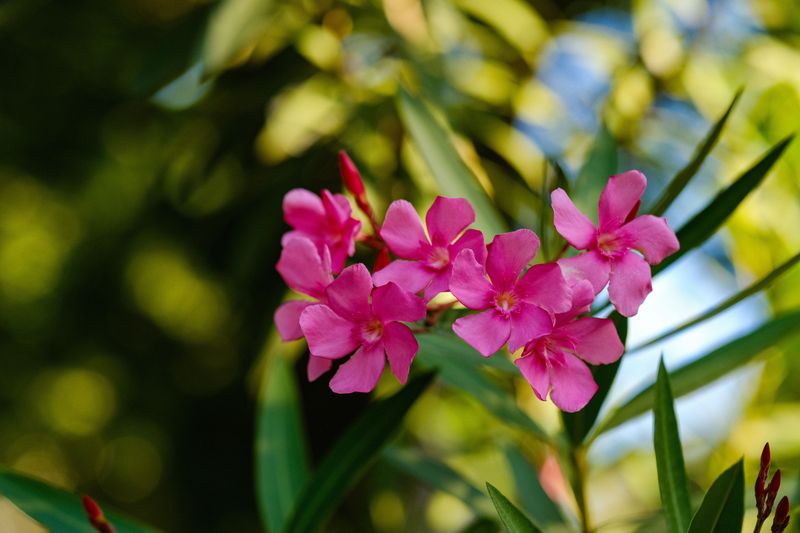 Oleander