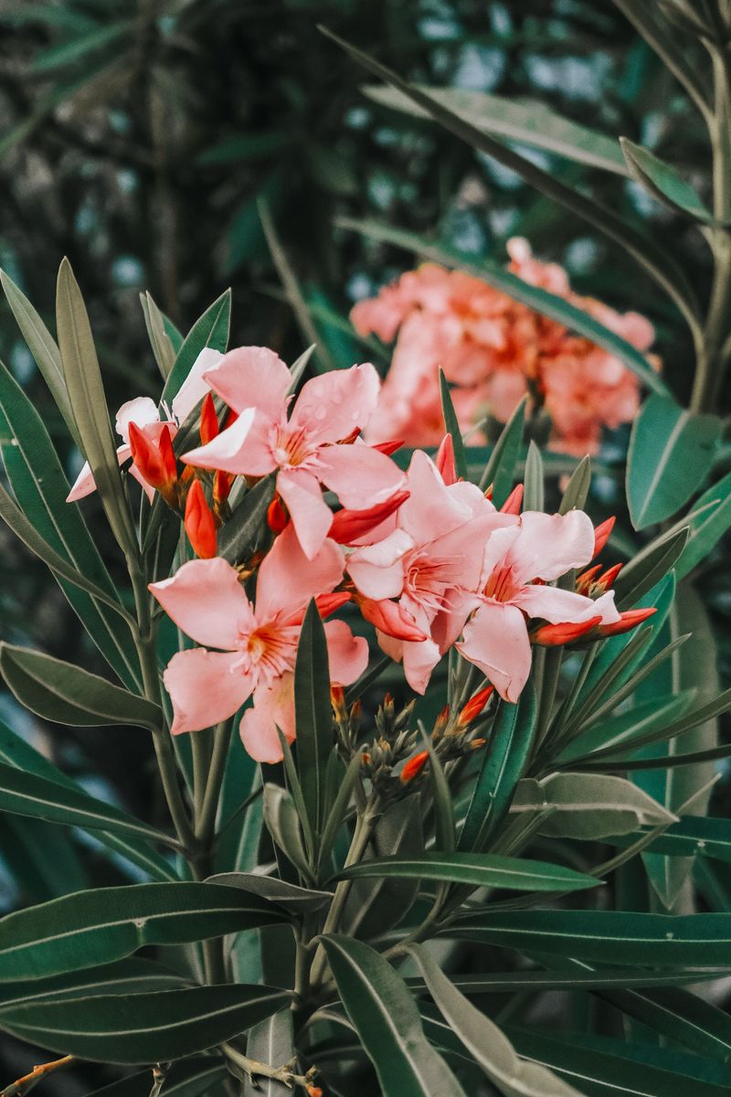 Oleander, A Pretty Shrub With Toxic Parts Oleander, A Pretty Shrub With Toxic Parts