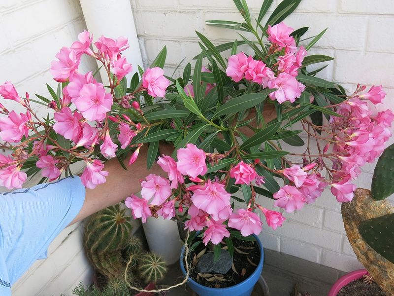 Oleander, Unlucky In Folklore And Truly Toxic Oleander, Unlucky In Folklore And Truly Toxic