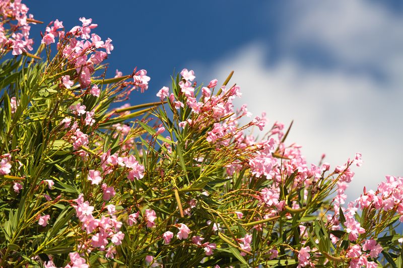 Oleander