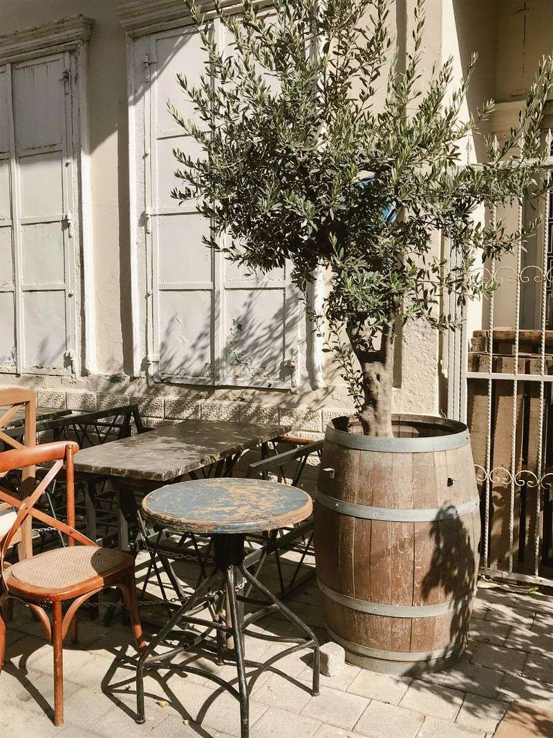 Olive Trees For The Boldest Patio Olive Trees For The Boldest Patio