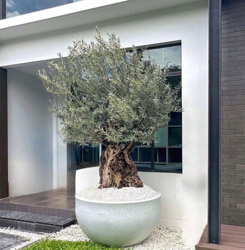 Olive Trees Work Well In Smaller Yards