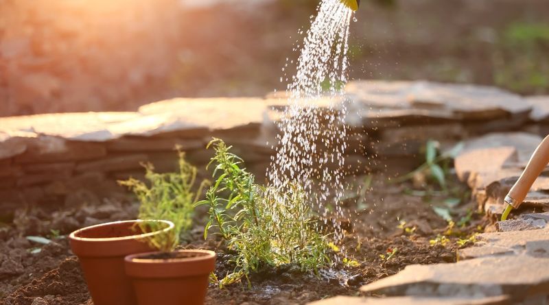 Once Every Two To Three Weeks Is Enough For Most Plants