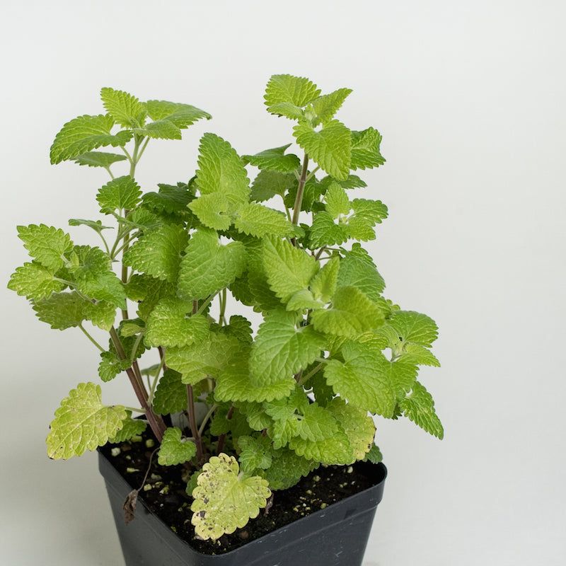 One Aromatic Herb May Add Another Layer Of Deterrence