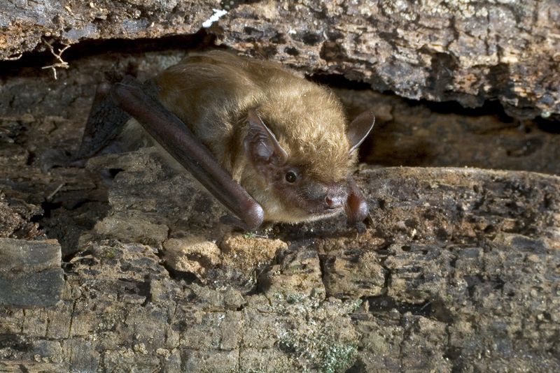 One Bat Can Eat Thousands Of Insects One Bat Can Eat Thousands Of Insects