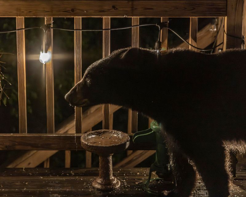 One Bird Feeder Can Equal A Full Day Of Calories