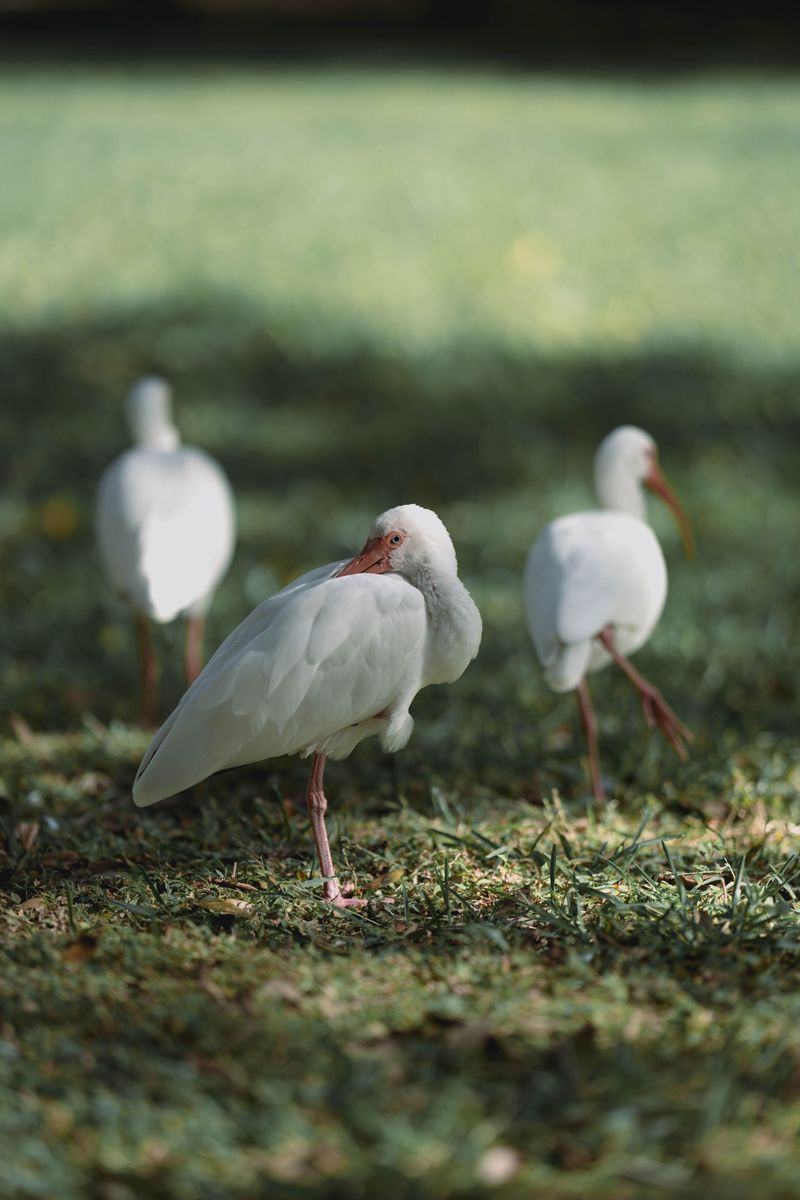 One Bird Usually Brings Friends One Bird Usually Brings Friends