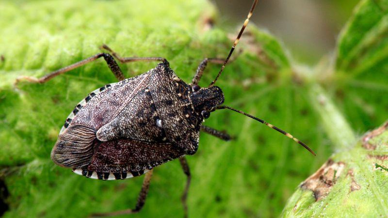 One Bug's Scent Can Draw Others Over