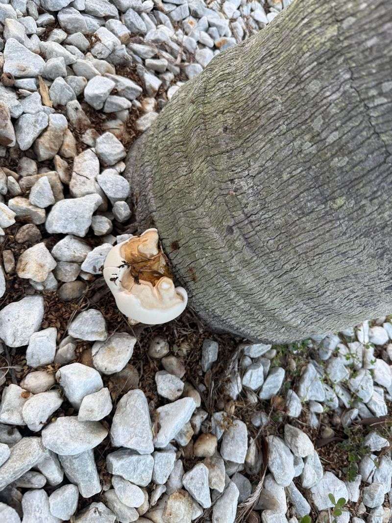 One Conk Can Release About 3 Cups Of Spores