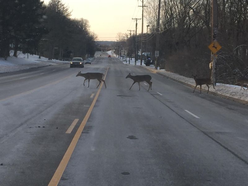 One Deer Usually Means More Are Coming