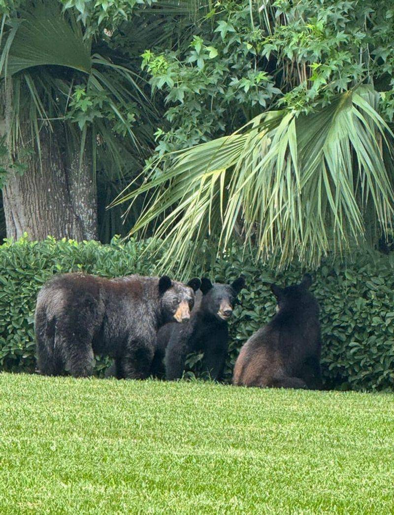 One Easy Meal Can Encourage A Bear To Return