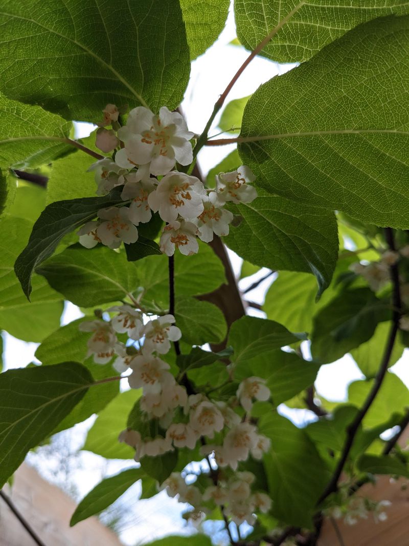 One Male Vine Can Pollinate Several Females One Male Vine Can Pollinate Several Females