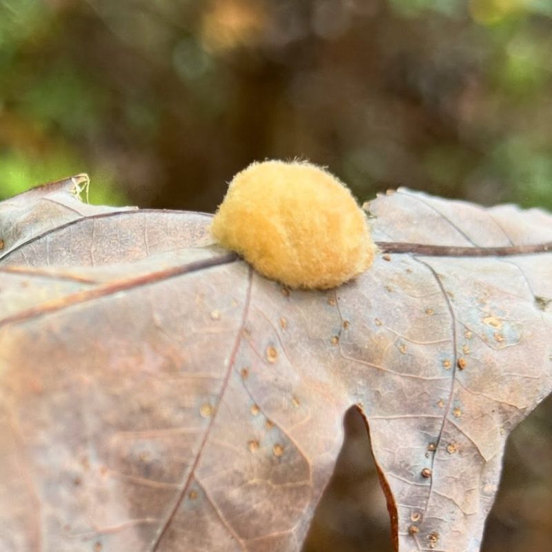 One Or More Larvae Develop Inside Each Gall One Or More Larvae Develop Inside Each Gall