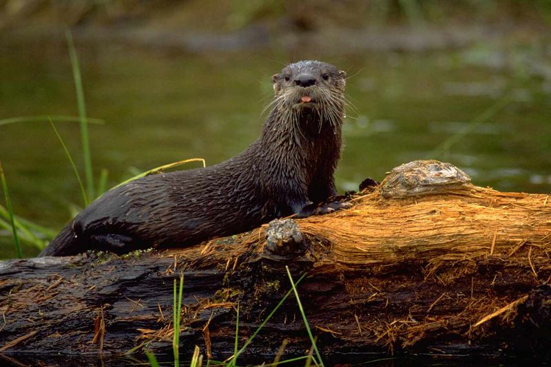 One Otter Doesn’t Mean A Family Lives There Yet One Otter Doesn’t Mean A Family Lives There Yet