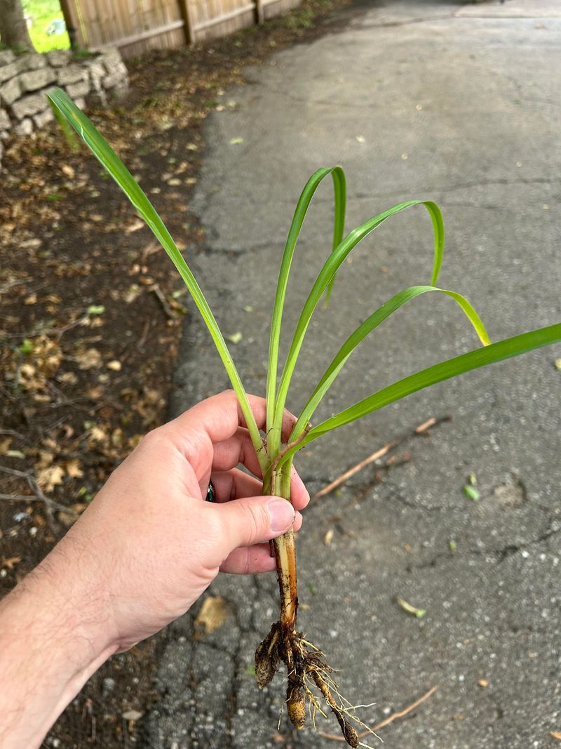 One Plant Can Produce Hundreds Of New Tubers