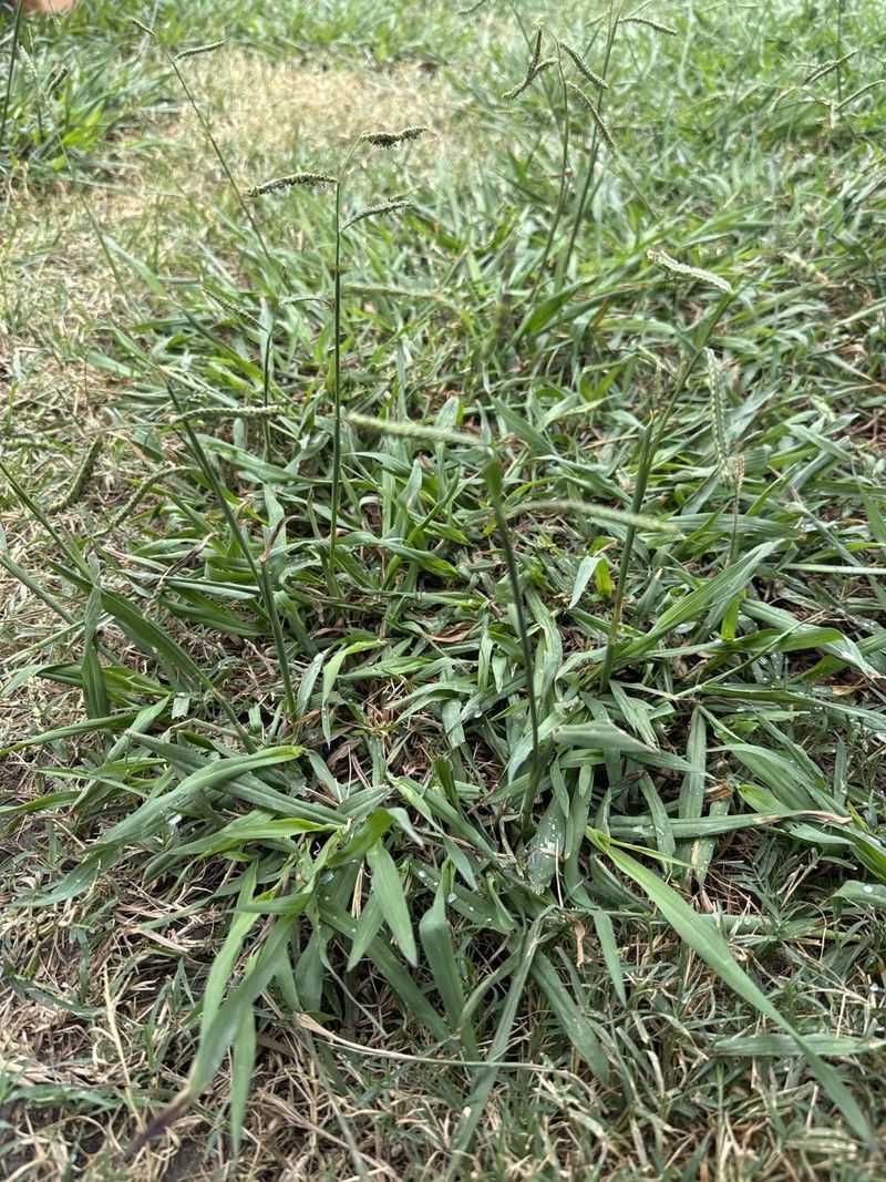 One Plant Drops Thousands Of Seeds