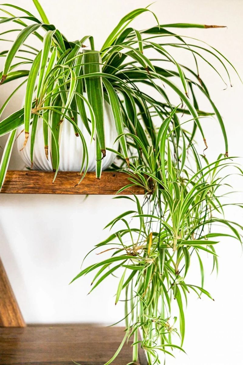 One Plant Gives You Endless Free Babies One Plant Gives You Endless Free Babies