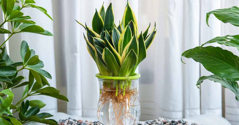 One Snake Plant Leaf In A Glass Jar Can Become A Whole New Plant One Snake Plant Leaf In A Glass Jar Can Become A Whole New Plant