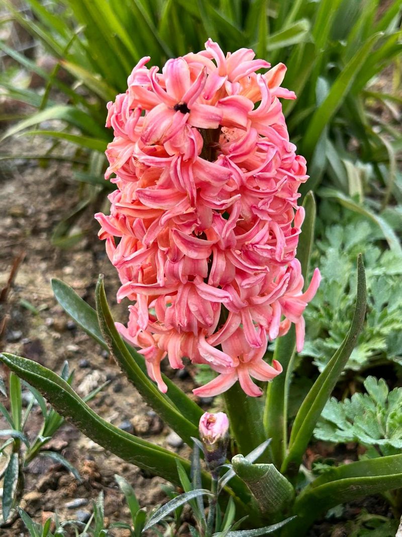One Spring Bulb Makes Its Presence Known Before You Pass By One Spring Bulb Makes Its Presence Known Before You Pass By