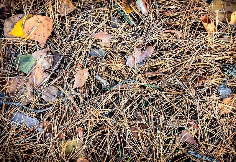 One Strong Wind Can Strip The Yellow Needles One Strong Wind Can Strip The Yellow Needles