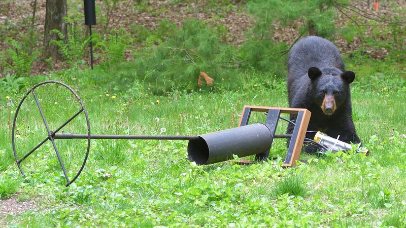 One Successful Visit Can Bring A Bear Back Looking For More One Successful Visit Can Bring A Bear Back Looking For More