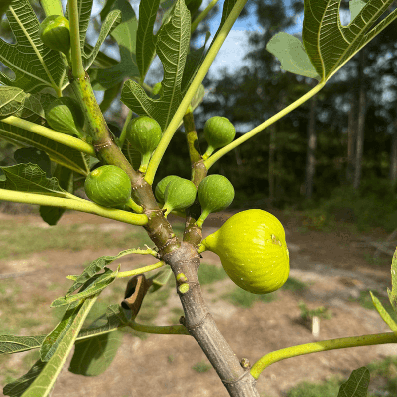One Task Sets Up A Better Harvest