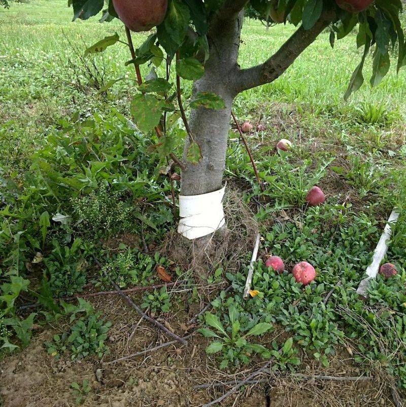 One Timing Mistake Can Set Trees Back A Full Season