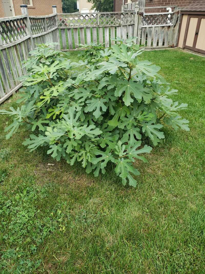 One Tree Is Enough For Fruit