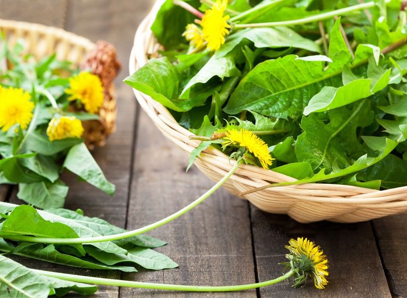 One USDA comparison puts dandelion ahead of kale