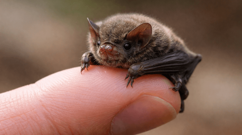 One-Way Doors That Let Bats Leave One-Way Doors That Let Bats Leave
