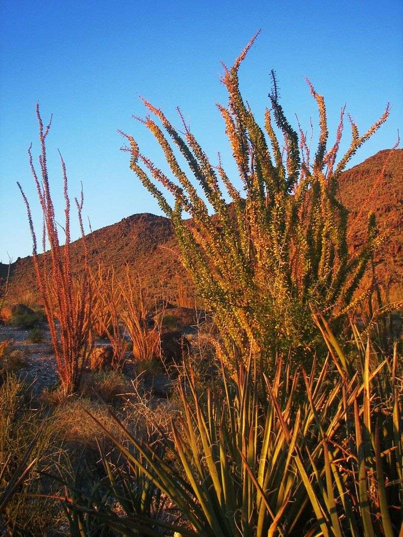 One storm will not green every ocotillo One storm will not green every ocotillo