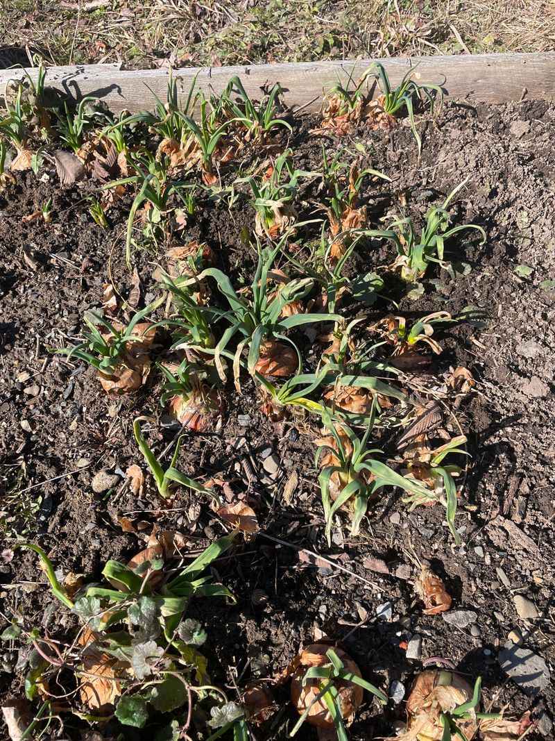Onion Sets Can Overwinter In Milder Areas
