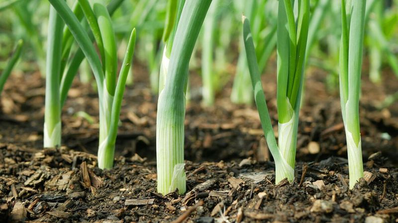 Onion Sets For Early Spring Scallions