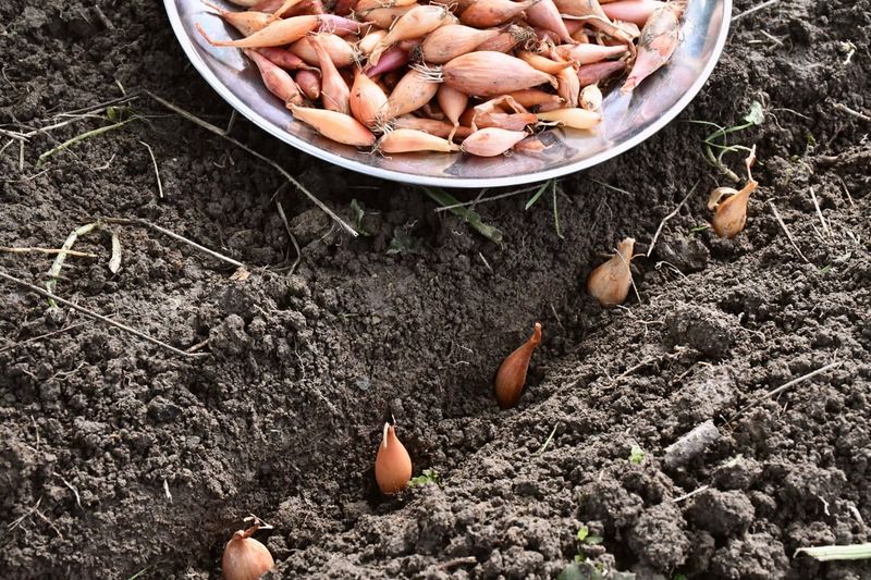 Onion Sets Settle Into North Carolina Soil Onion Sets Settle Into North Carolina Soil