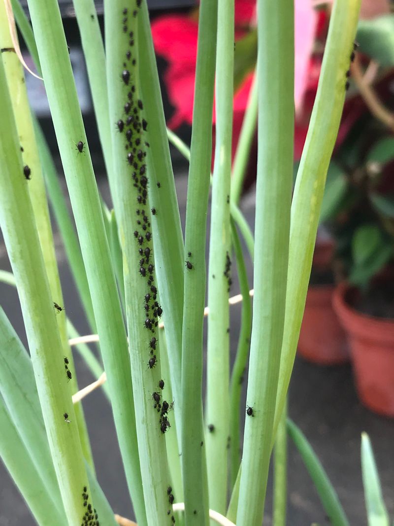 Onion Thrips Lurking In Dried Allium Tops