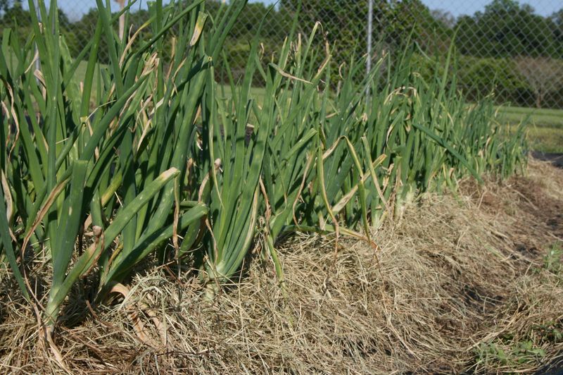 Onions Need A Dry Place To Sit Onions Need A Dry Place To Sit