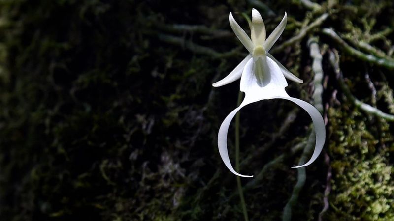 Only A Small Share Bloom In Any Given Year
