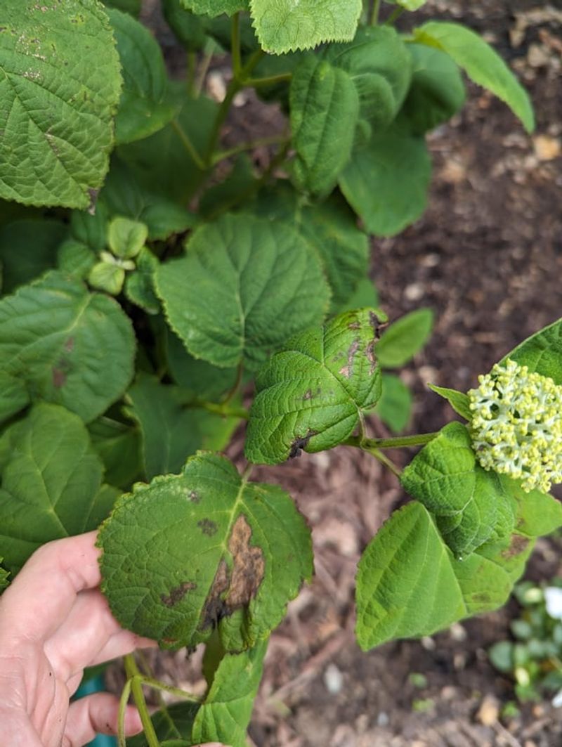 Only Diseased Leaves Pulled Off